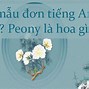 Hàng Mẫu Không Thanh Toán Tiếng Anh Là Gì